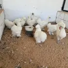 دجاج قطني