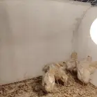 سمان تكساس العملاق