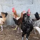 دجاج بلدي بشاير