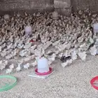 للبيع صوص بلدي