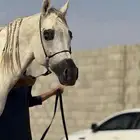 يوجد تاجير ركوب الخيل ب ساعات