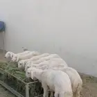 طليان حري للبيع