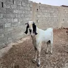 تيس فحل الموقع الشعراء