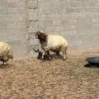 خروف نعيمي صنف