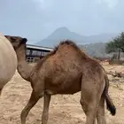 قعود لباني العمر 7 شهور