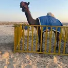بكره بنت اوحيدان حق المير سلطان اسن مفروده