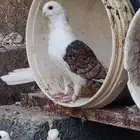 حمام حب رمان