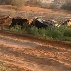 تيوس جنوبيه على البيع