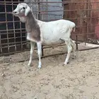 خرفان بربري