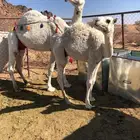 ضروبه عفراء فراد قبل يومين ام ثالث مشروطه