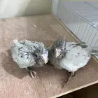 فروخ كروان اميرالد من اندر الطفرات