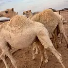 3قعدان وبكره