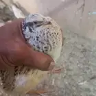 عاجل فري. (سمان بياض)