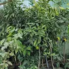 شتل مثمر كبار