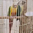 جوز كنيور منتج