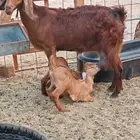 للبيع معزا مواليد 4 تحتها 7