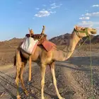 قعود ركبي شرط