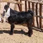 تيوس سمينه ونظيفه من4 شهور الى 7