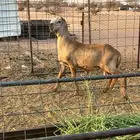 سواكني مشروع فحل