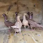 حمام شيكر