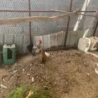 دجاج بلدي للبيع