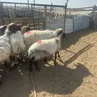 غنم مطافيل ومضاريع