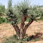 اشجار الزيتون