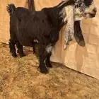عرض بيع تيس جذع ضغط عالي
