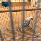 زوج روز انتاج غير اليف