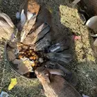 للبيع ارانب ايطاليه