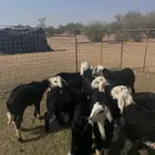 بهم نجد (( تم البيع ))