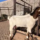 للبيع عنز خلفه