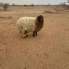 طليان مرياع