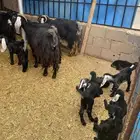 معزا مواليد