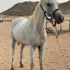 فرس مصرية