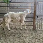 فحل سديس مشروط قريع ومالطيه