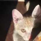 قط صغير لتبني في لمحافظة الوجه