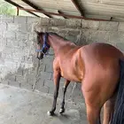 مهره عربيه واهو. بنت سيفان الخالديه