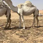 نياق للبيع