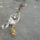 فروخ سندي صافي