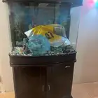 حوض سمك دولاب