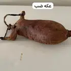 عكه ضب تزن 1 كيلو