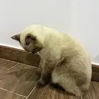 قط هيمالايا ذكر للتبني بمكه