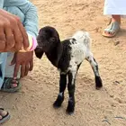 دواغير نعيم