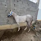 حصان شعبي العمر 3 سنوات و3 شهور