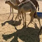 للبيع قعدان