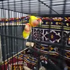 جوزين روز لاتينو و ابرق