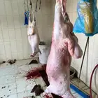 نعيم جبر زوجات ومناسبات تمايم تابي وامكان
