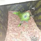 انثي امزوني يلوناب غير اليفه