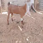 7 تيوس
